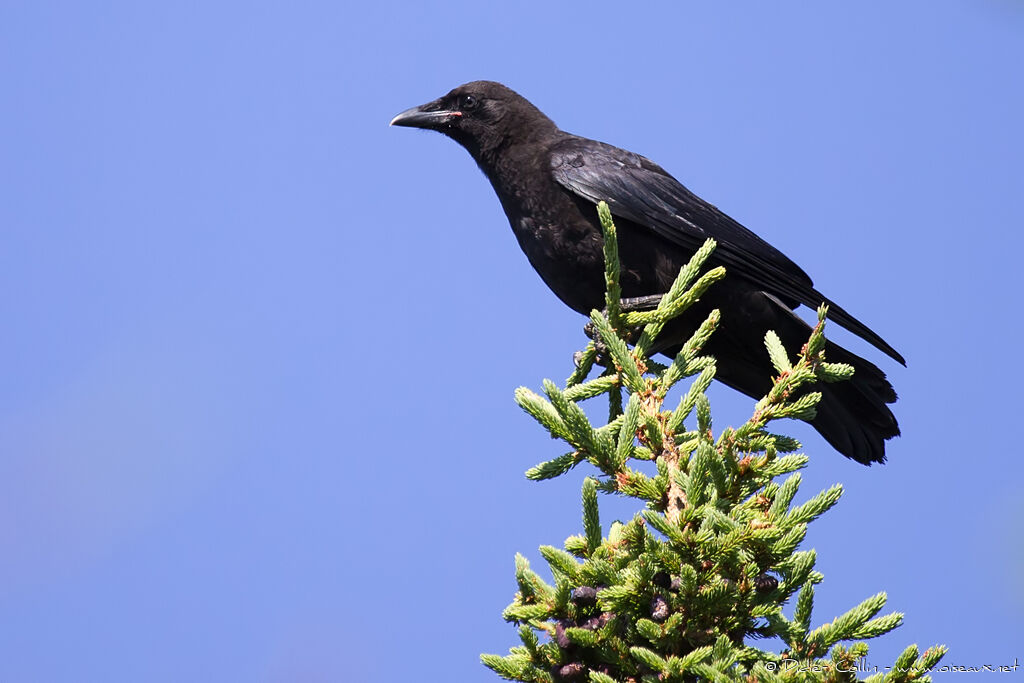 American Crowadult, identification