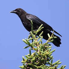 American Crow