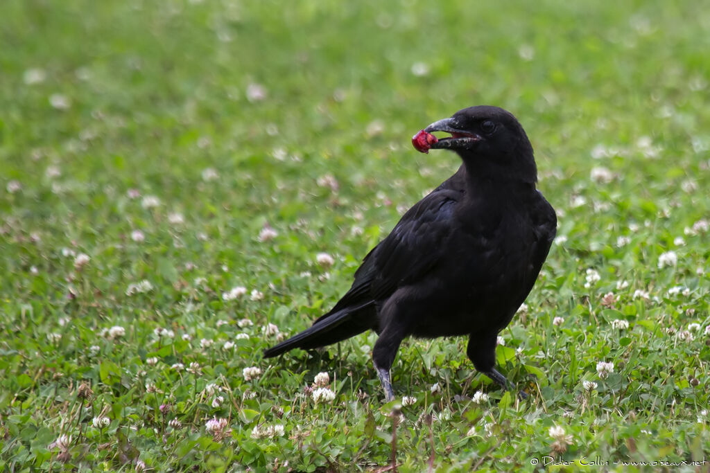 American Crowadult, identification, feeding habits