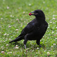 American Crow