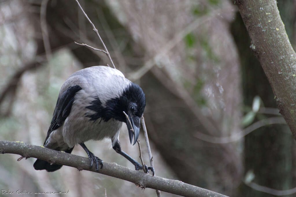 Hooded Crowadult, Behaviour