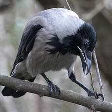 Hooded Crow