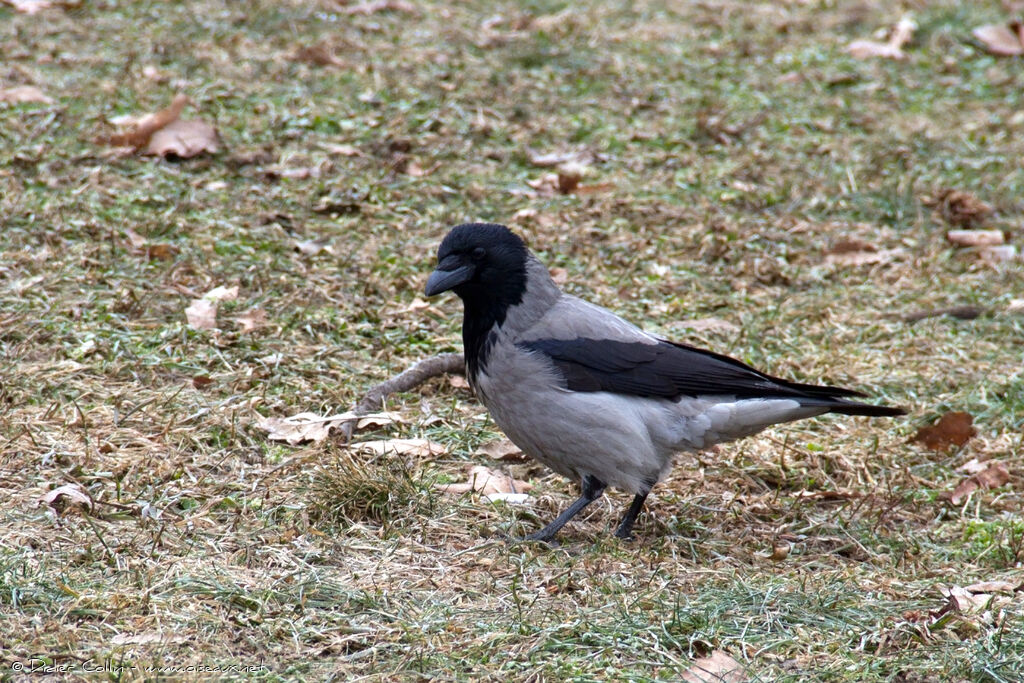 Corneille manteléeadulte, identification