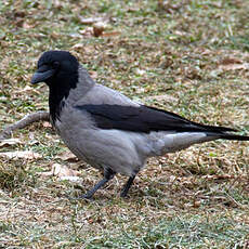 Hooded Crow