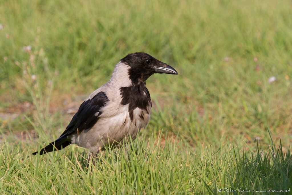 Hooded Crowadult, identification