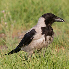 Hooded Crow