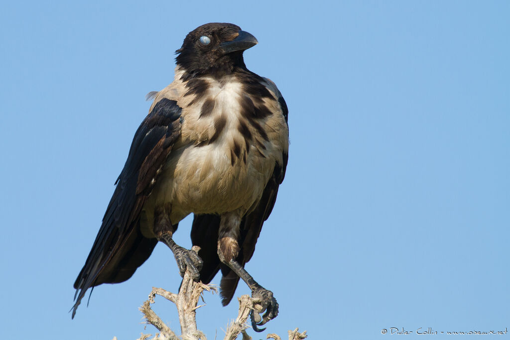 Hooded Crowadult, Behaviour