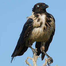 Hooded Crow