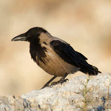 Hooded Crow