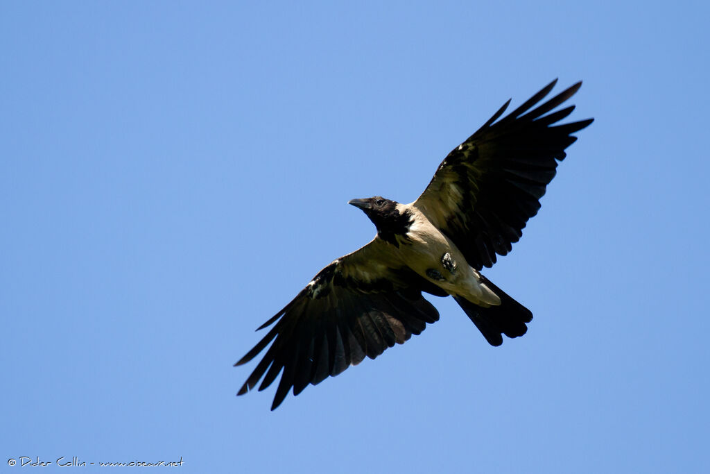 Hooded Crowadult, Flight