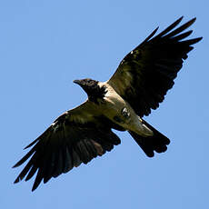 Hooded Crow