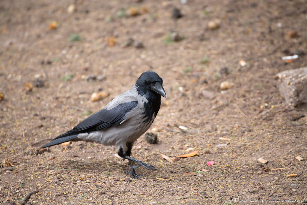 Hooded Crowadult, identification, walking