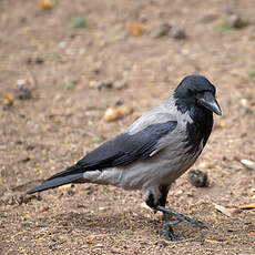 Hooded Crow