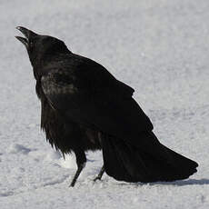 Carrion Crow