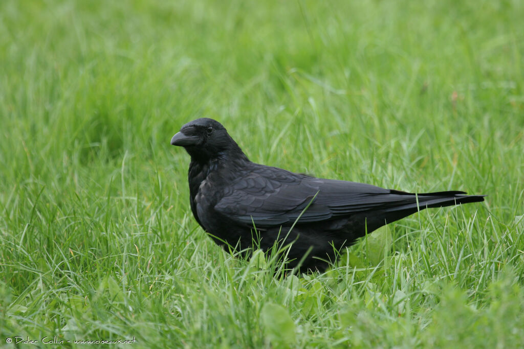 Corneille noire, identification