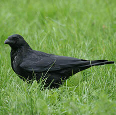 Carrion Crow