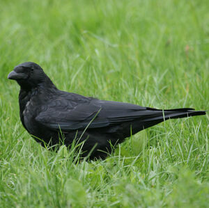 Corneille noire
