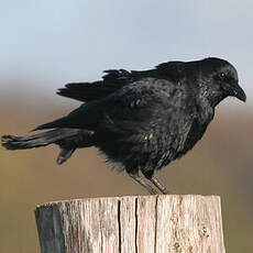 Carrion Crow