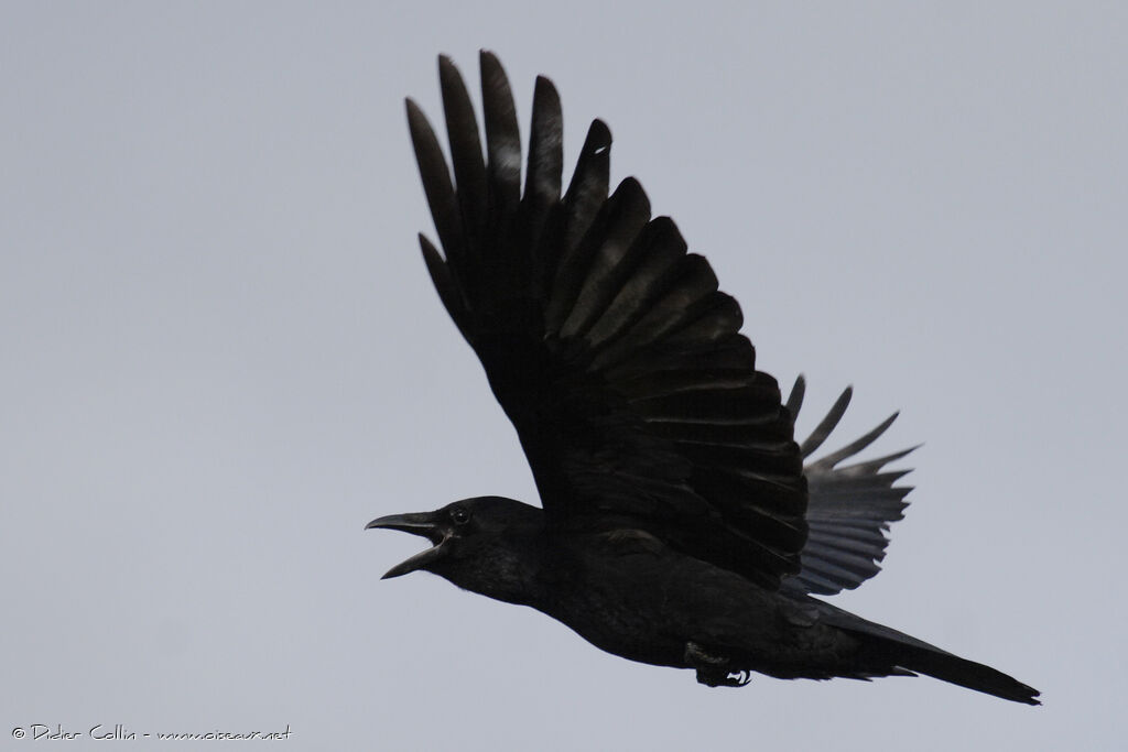 Carrion Crow