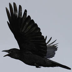 Carrion Crow