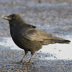 Carrion Crow