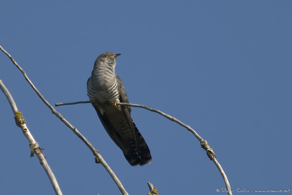 Coucou grisadulte, identification