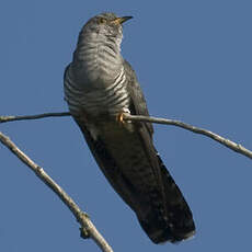 Common Cuckoo