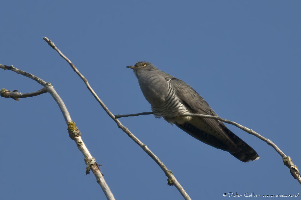 Coucou grisadulte, identification