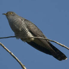 Common Cuckoo