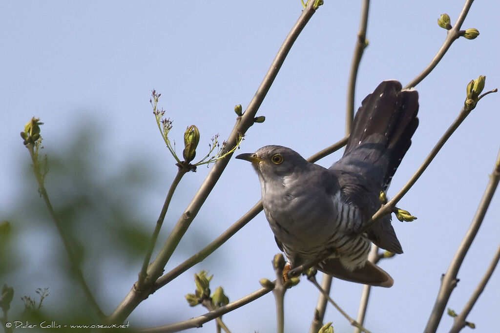 Coucou grisadulte, identification