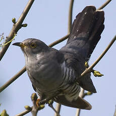 Common Cuckoo