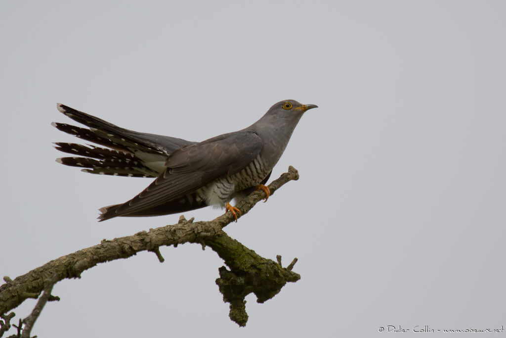 Common Cuckooadult, identification