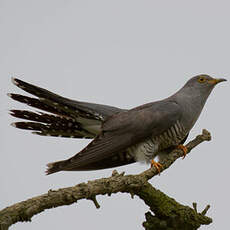 Common Cuckoo