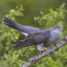 Common Cuckoo