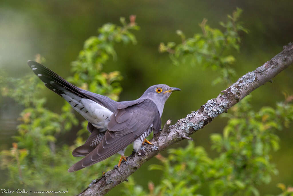 Coucou gris mâle adulte nuptial, identification