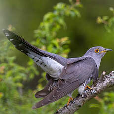 Common Cuckoo