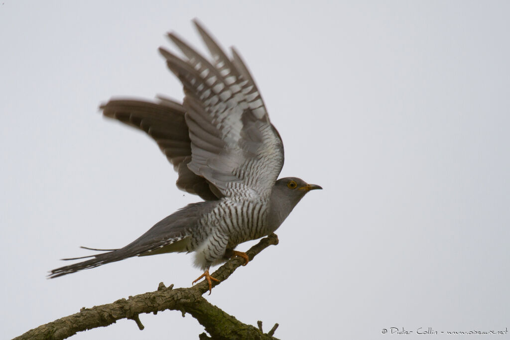 Common Cuckooadult, identification