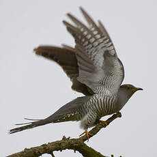 Common Cuckoo