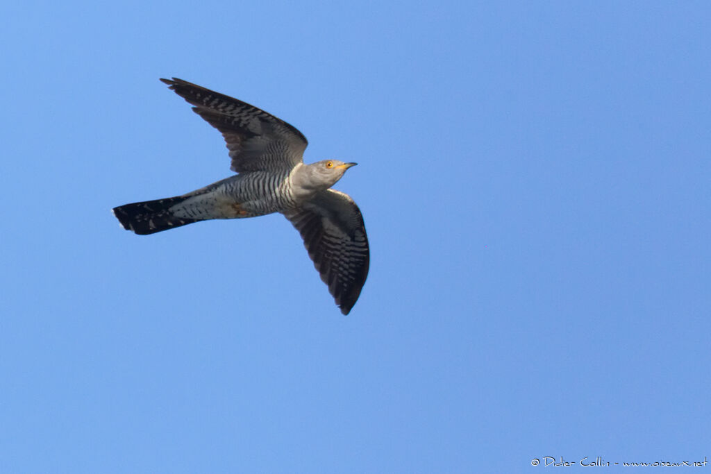 Common Cuckooadult, Flight