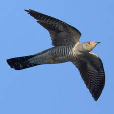 Common Cuckoo