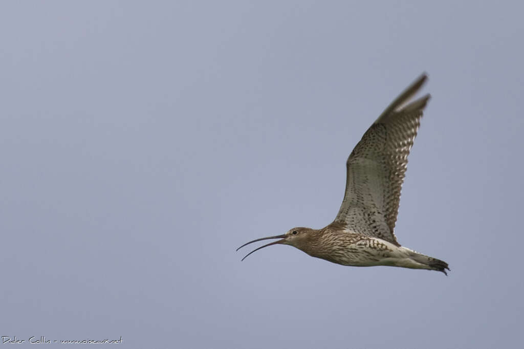 Eurasian Curlewadult, song