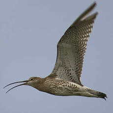 Eurasian Curlew