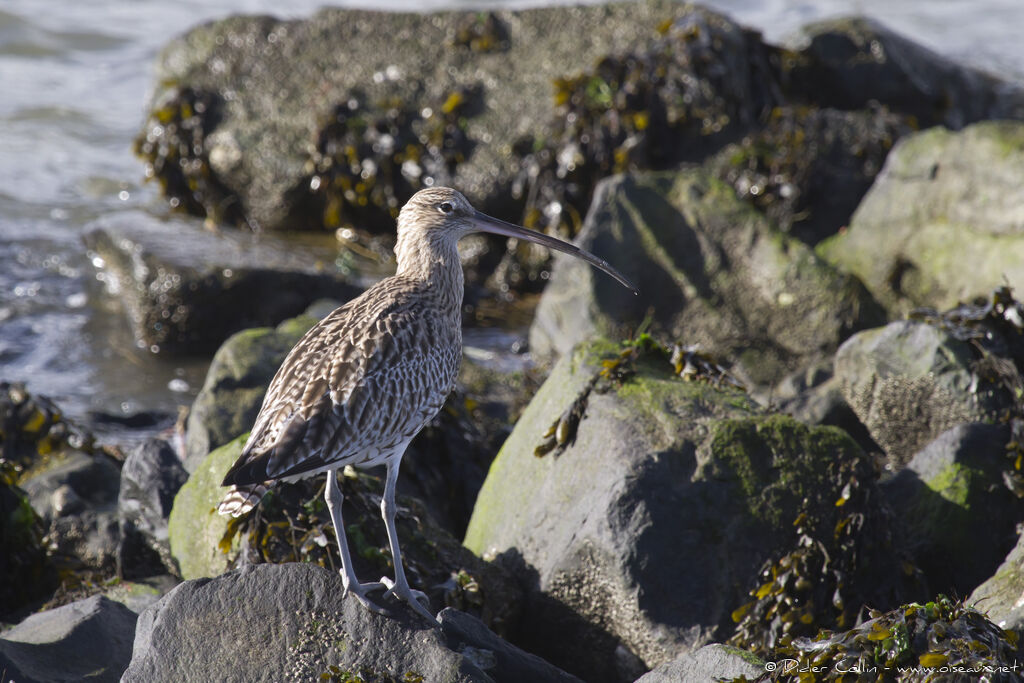 Eurasian Curlewadult, identification
