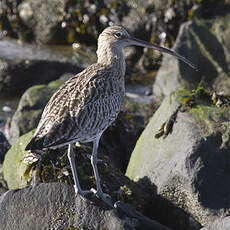 Eurasian Curlew