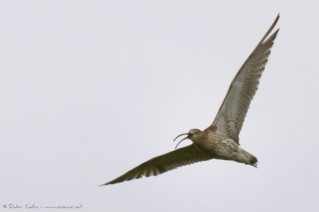 Eurasian Curlewadult, Flight