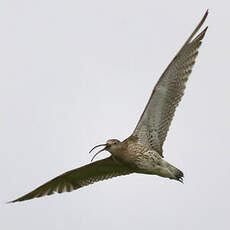 Eurasian Curlew