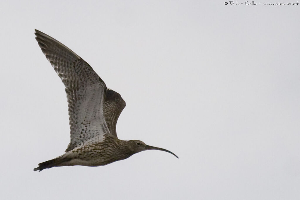 Eurasian Curlewadult, Flight, Behaviour