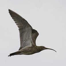 Eurasian Curlew