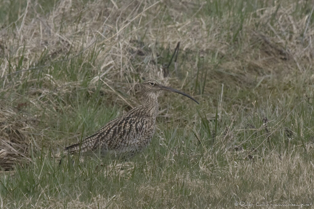 Eurasian Curlewadult, identification