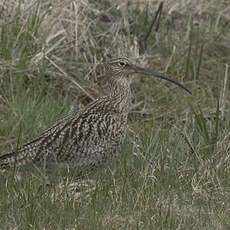 Eurasian Curlew